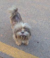 Lost Male Dog last seen Woods, church, LaGrange, GA 30241