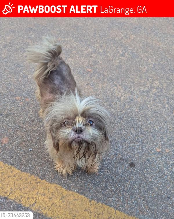 Lost Male Dog last seen Woods, church, LaGrange, GA 30241