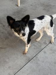Reunited Female Dog last seen Third ave, Chula Vista, CA 91912