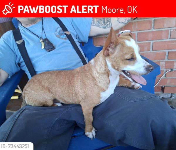 Lost Female Dog last seen Near block of sw 1st and norman in moore, Moore, OK 73160