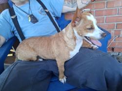 Lost Female Dog last seen Near block of sw 1st and norman in moore, Moore, OK 73160