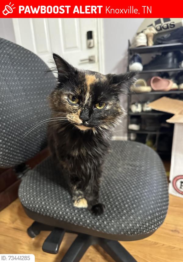 Lost Female Cat last seen Norwood, Knoxville, TN 37912