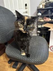 Lost Female Cat last seen Norwood, Knoxville, TN 37912