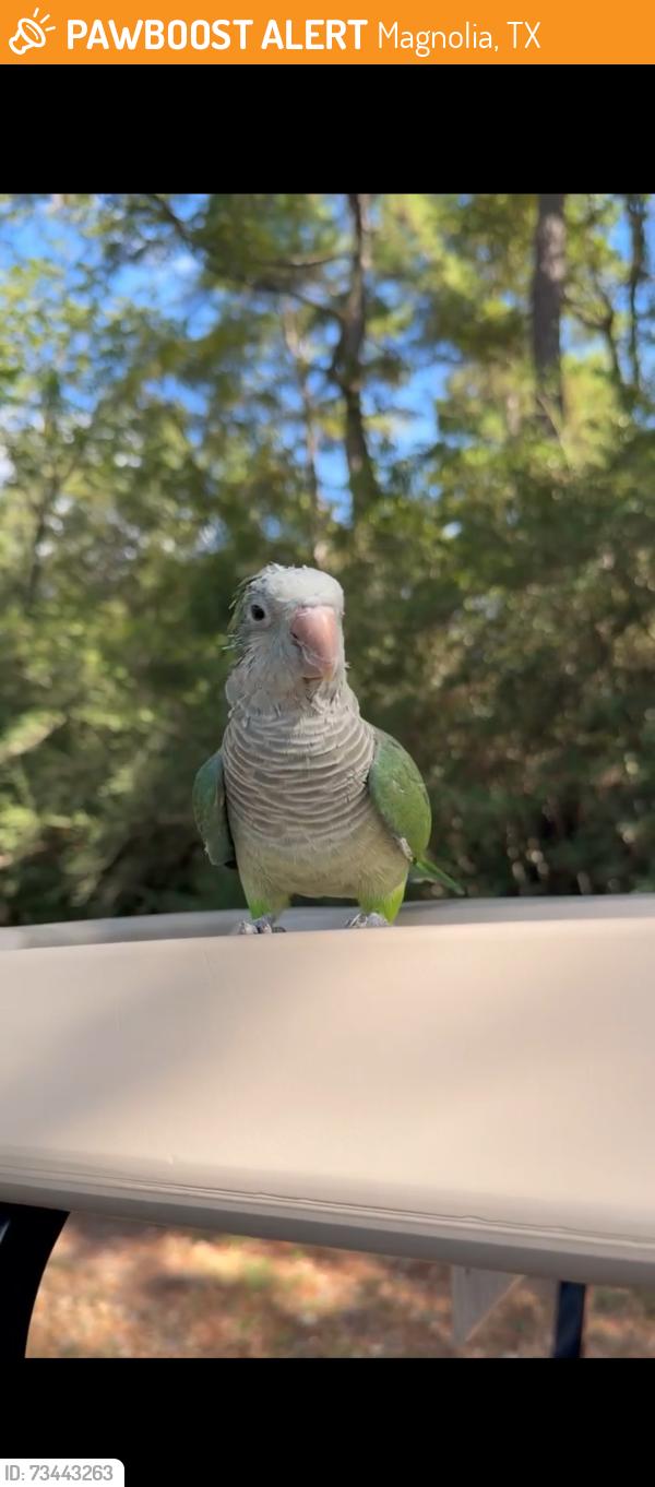 Found/Stray Unknown Bird last seen High Meadow Ranch, Magnolia, TX 77353