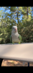 Found/Stray Unknown Bird last seen High Meadow Ranch, Magnolia, TX 77353