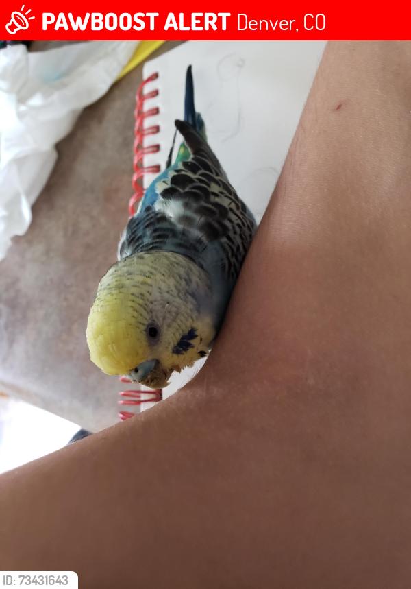 Lost Male Bird last seen Sherman St and 1st avenue, just before Lincoln St, Denver, CO 80203