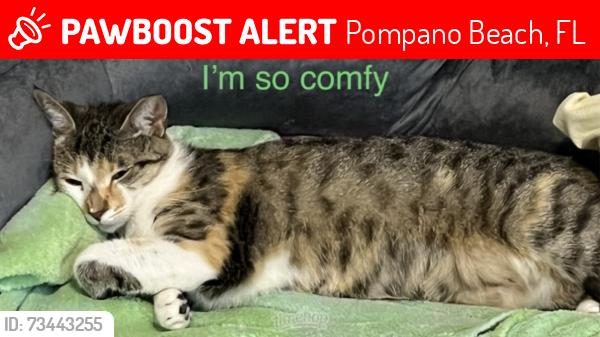 Lost Female Cat last seen NE 14th Ave & ne 28 street in Creathaven, Pompano Beach, FL 33064
