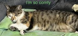 Lost Female Cat last seen NE 14th Ave & ne 28 street in Creathaven, Pompano Beach, FL 33064