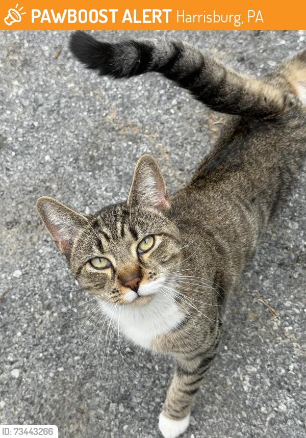 Found/Stray Male Cat last seen North 15th st, Harrisburg, PA 17103