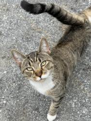 Found/Stray Male Cat last seen North 15th st, Harrisburg, PA 17103