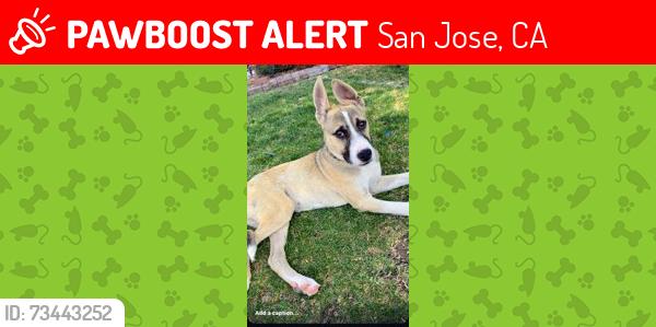 Lost Male Dog last seen Cunningham Ave. Near Lake Cunningham, San Jose, CA 95148