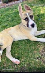 Lost Male Dog last seen Cunningham Ave. Near Lake Cunningham, San Jose, CA 95148