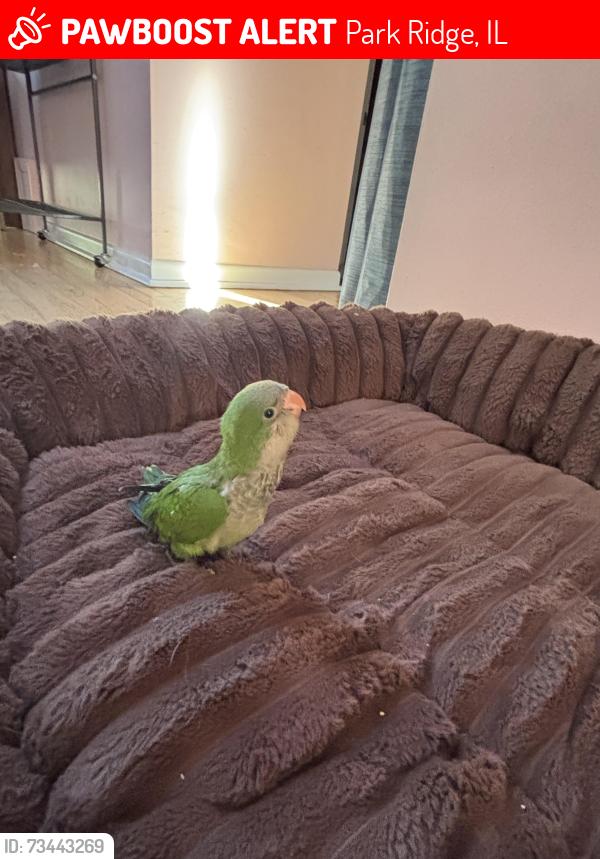 Lost Male Bird last seen Maine Park, Park Ridge, IL 60068