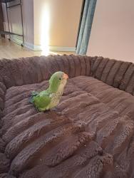 Lost Male Bird last seen Maine Park, Park Ridge, IL 60068