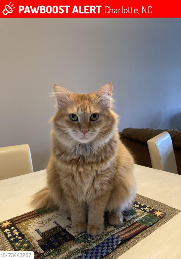 Lost Female Cat last seen Between Anderson St and Donatello, Charlotte, NC 28205