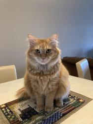 Lost Female Cat last seen Between Anderson St and Donatello, Charlotte, NC 28205