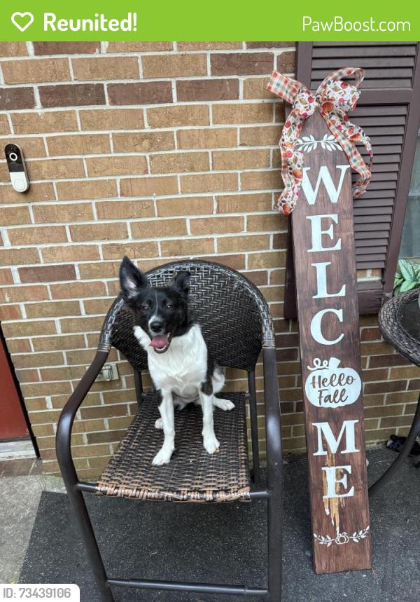 Reunited Female Dog last seen Harbins road, Williams road, Norcross, GA 30093