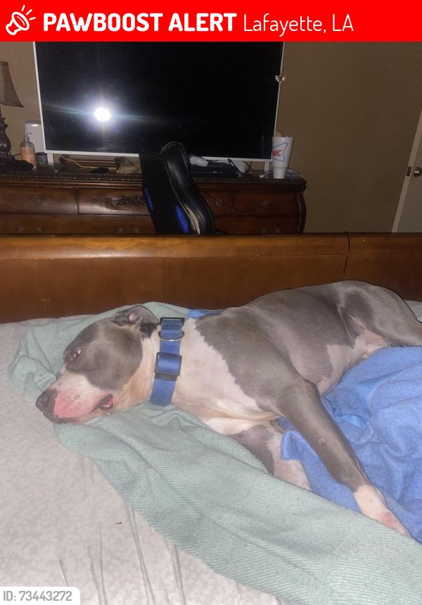 Lost Male Dog last seen Near the park, Lafayette, LA 70506
