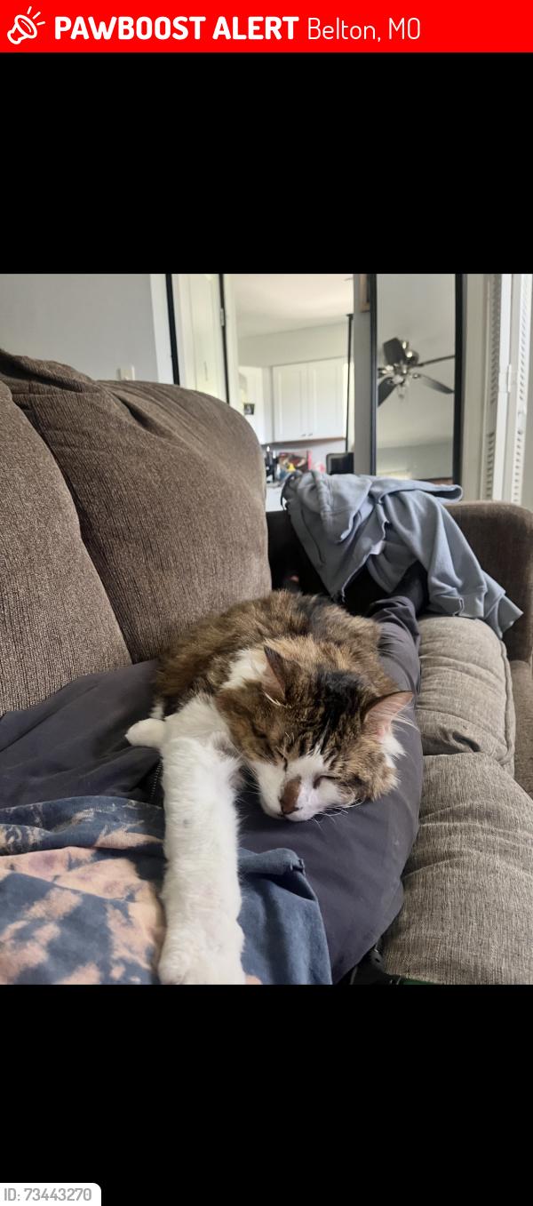 Lost Male Cat last seen Bel Ray drive, Belton, MO 64012