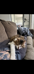 Lost Male Cat last seen Bel Ray drive, Belton, MO 64012