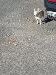 Found/Stray Male Dog last seen W 25th St & Magnolia Ave, Los Angeles, CA 90007