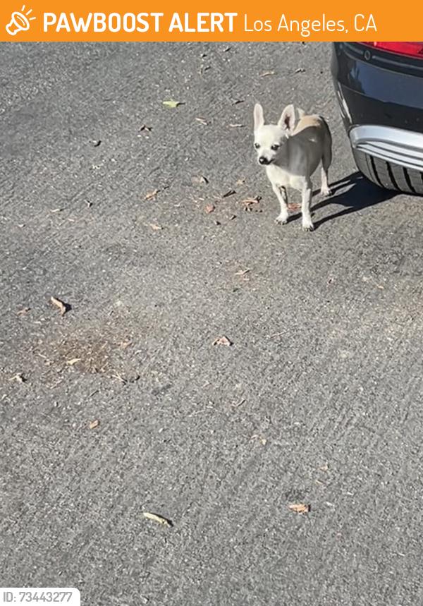 Found/Stray Male Dog last seen W 25th St & Magnolia Ave, Los Angeles, CA 90007