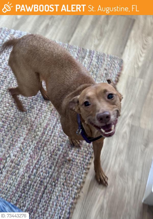 Found/Stray Female Dog last seen Volusia and W King, St. Augustine, FL 32085