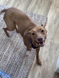 Found/Stray Female Dog last seen Volusia and W King, St. Augustine, FL 32085