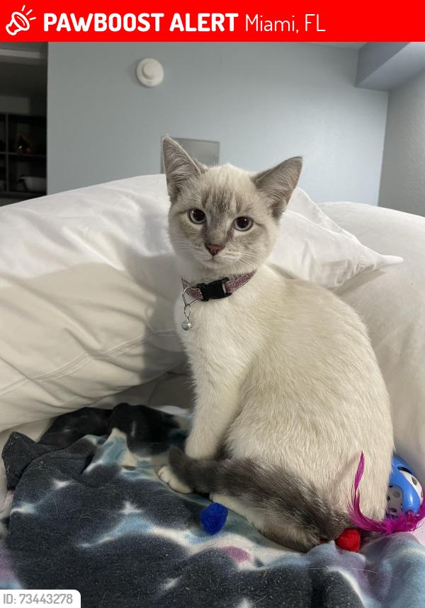 Lost Female Cat last seen On SW. 26th St. between 63rd Ave. and 64 Avenue, Miami, FL 33155