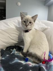 Lost Female Cat last seen On SW. 26th St. between 63rd Ave. and 64 Avenue, Miami, FL 33155