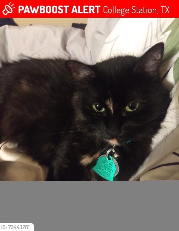Lost Female Cat last seen Windwood Subdivision, College Station, TX 77840
