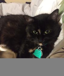 Lost Female Cat last seen Windwood Subdivision, College Station, TX 77840