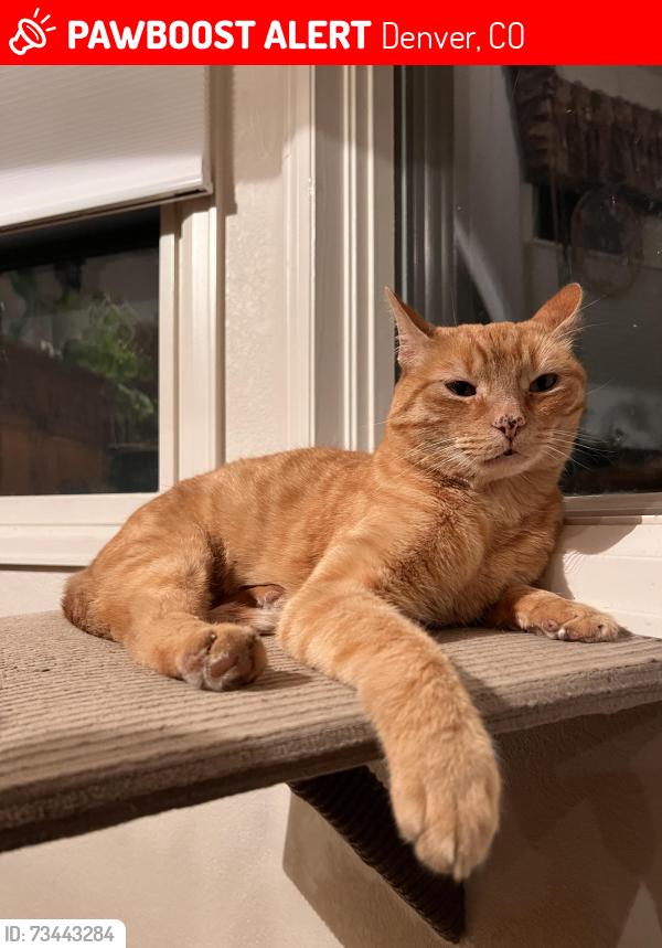 Lost Male Cat last seen Quebec and Iowa, Denver, CO 80231