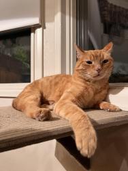 Lost Male Cat last seen Quebec and Iowa, Denver, CO 80231