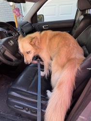 Found/Stray Female Dog last seen Camp Camby, Indianapolis, IN 46183