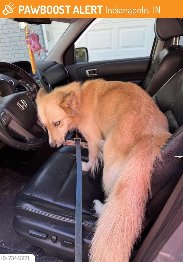 Found/Stray Female Dog last seen Camp Camby, Indianapolis, IN 46183