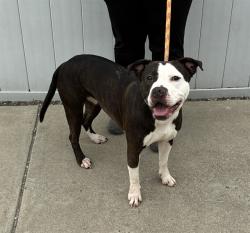 Shelter Stray Female Dog last seen Near BLOCK PRESTON HIGHWAY, 3528 Newburg Rd, Louisville, KY 40218, USA