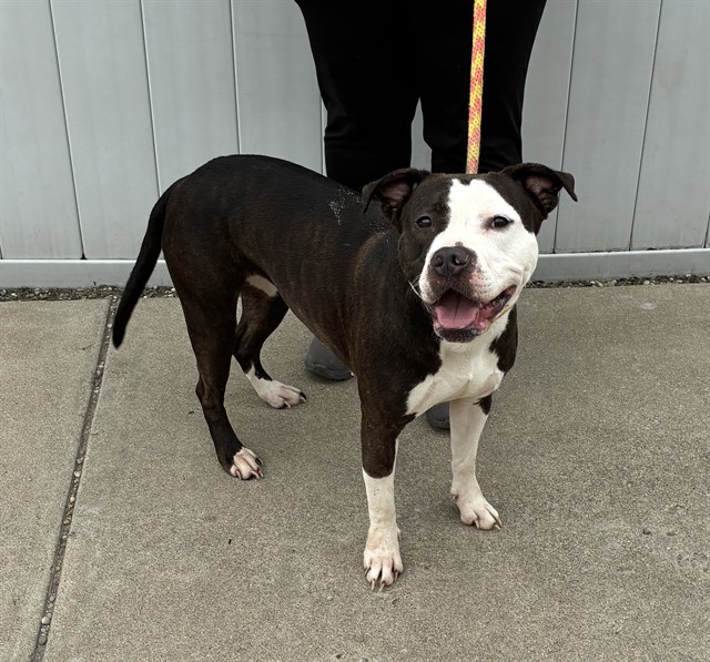 Shelter Stray Female Dog last seen Near BLOCK PRESTON HIGHWAY, 3528 Newburg Rd, Louisville, KY 40218, USA