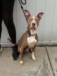 Shelter Stray Female Dog last seen Near BLOCK PRESTON HIGHWAY, 3528 Newburg Rd, Louisville, KY 40218, USA