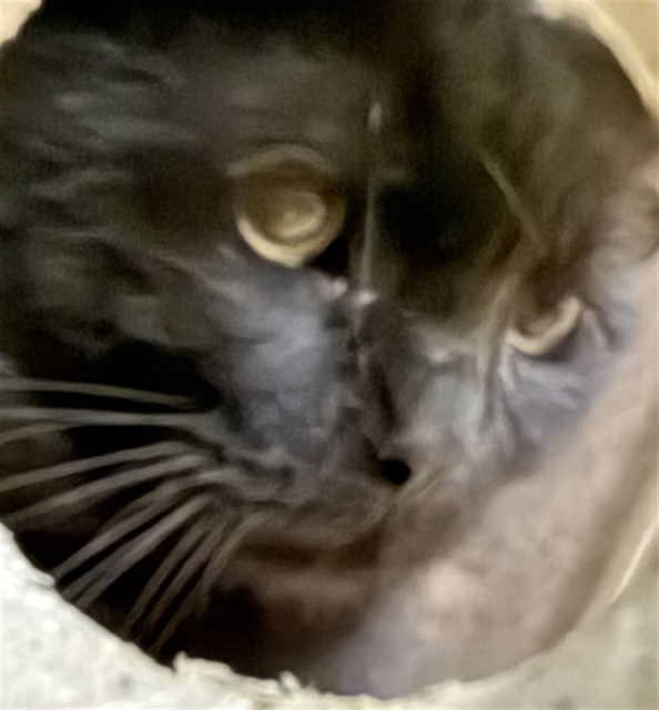 Shelter Stray Male Cat last seen FLORIN RD/S WATT AVE, 95828, 3839 Bradshaw Rd, Sacramento, CA 95827, USA