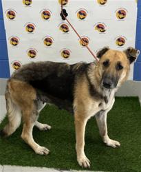 Shelter Stray Female Dog last seen PEACE BLVD, 19640 Dogpatch Ln, Land O' Lakes, FL 34638, USA