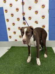 Shelter Stray Male Dog last seen PRIVATE LN, 19640 Dogpatch Ln, Land O' Lakes, FL 34638, USA