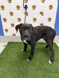 Shelter Stray Male Dog last seen PRIVATE LN, 19640 Dogpatch Ln, Land O' Lakes, FL 34638, USA