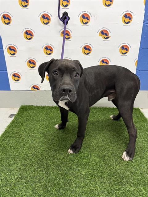Shelter Stray Male Dog last seen PRIVATE LN, 19640 Dogpatch Ln, Land O' Lakes, FL 34638, USA