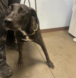 Shelter Stray Female Dog last seen N 83RD AVE AND W CAMELBACK RD, 2500 S 27th Ave, Phoenix, AZ 85009, USA