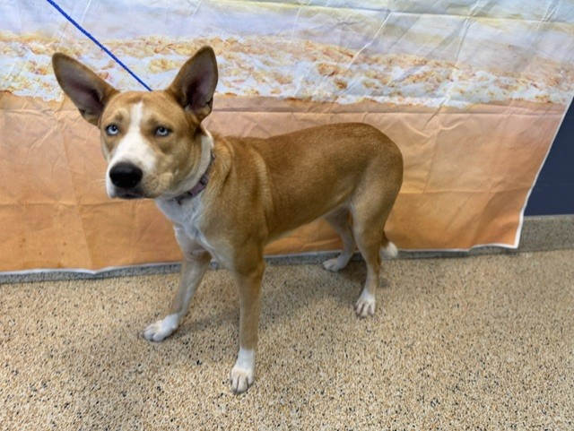 Shelter Stray Female Dog last seen Near BLOCK NE 127 ST, 3599 NW 79th Ave, Doral, FL 33122, USA