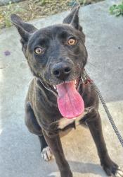 Shelter Stray Female Dog last seen Near BLK 10TH ST, BAKERSFIELD, CA, 201 S Mt Vernon Ave, Bakersfield, CA 93307, USA