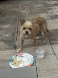 Reunited Male Dog last seen Sabine and Shearn, Houston, TX 77007