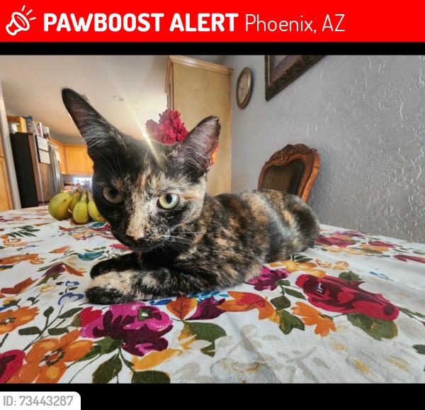 Lost Female Cat last seen 113th Dr & Devonshire, Phoenix, AZ 85037