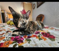 Lost Female Cat last seen 113th Dr & Devonshire, Phoenix, AZ 85037
